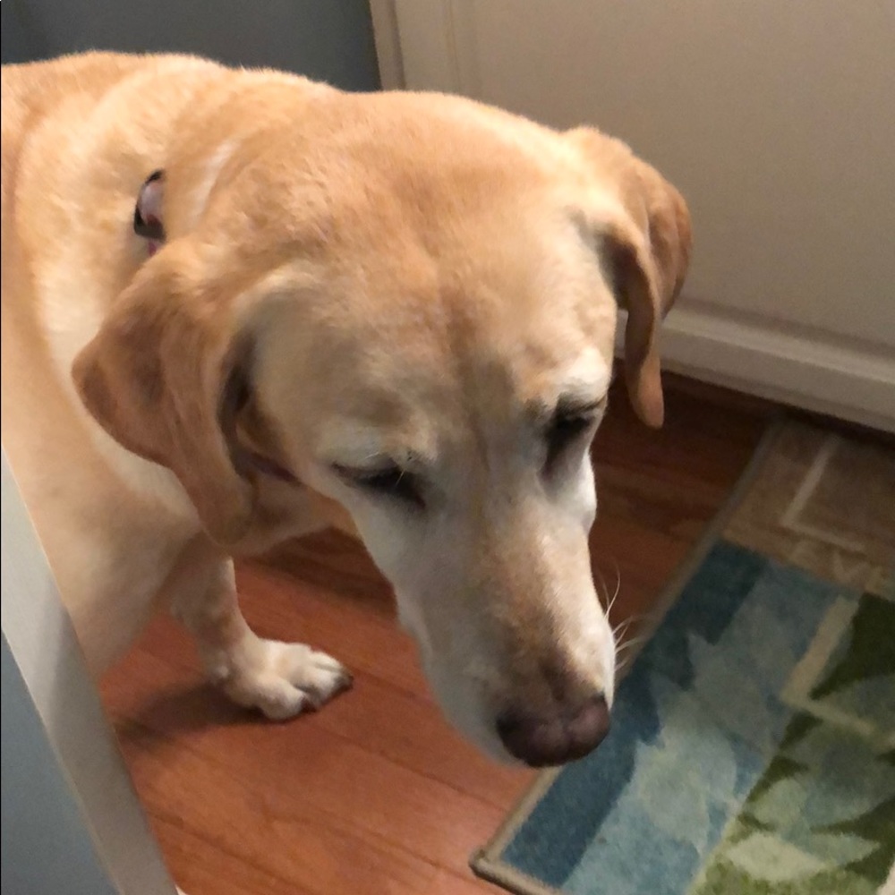 Meet your Posher, Margaret